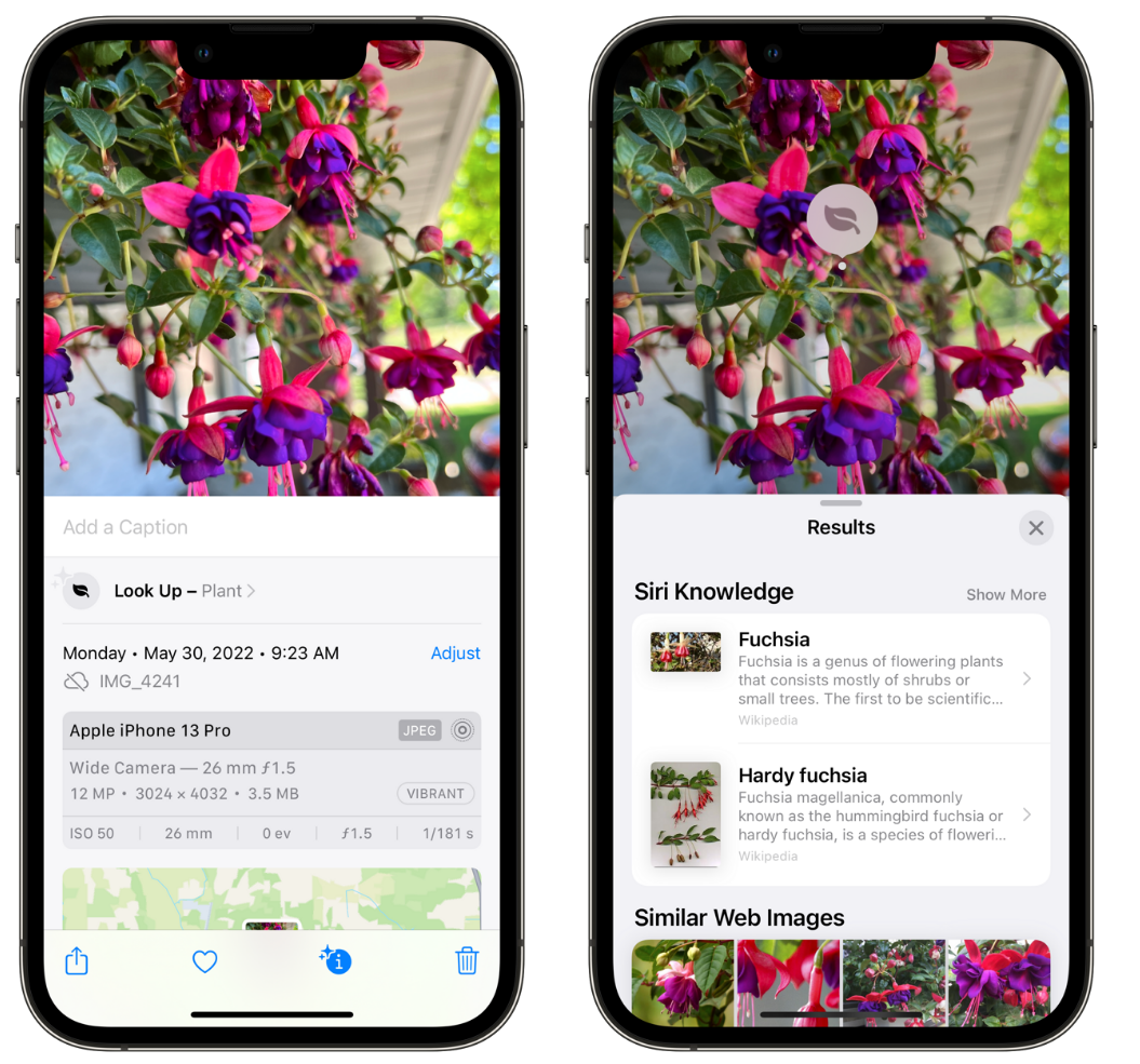 盐亭苹果手机维修分享小技巧：使用 iPhone 相机识别花卉植物 
